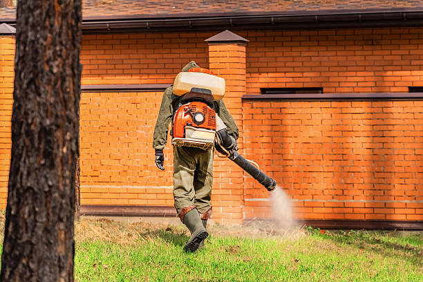 Trusted Ant Control service in Lake of the Pines, CA - Nex Pest Control